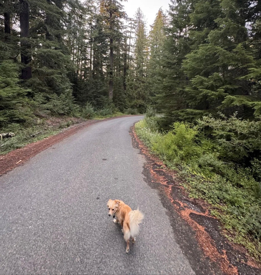 On the Trail
