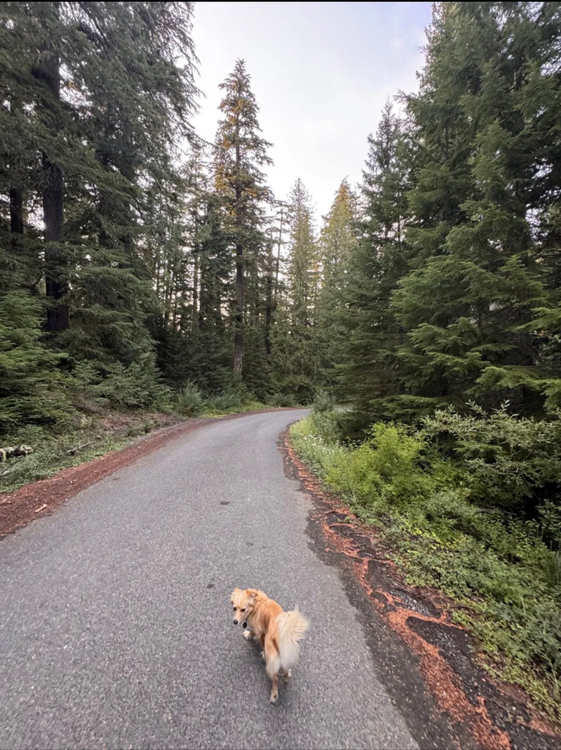 Jack on the trail