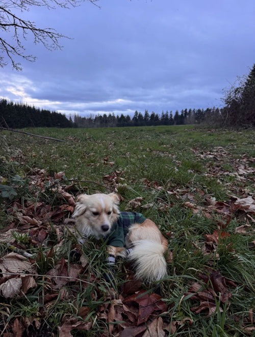 Jack in the field